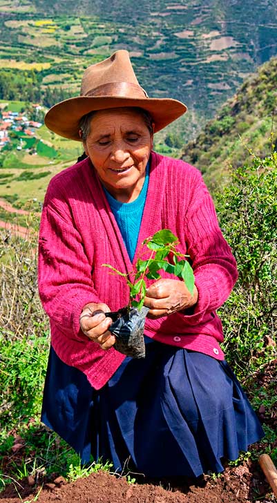 Proyectos de reforestación
Ver Mas